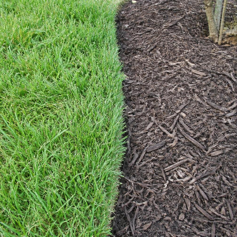 Crisp lawn edge against mulch bed